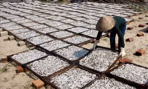 Quảng Trị phát triển nghề làm cá cơm khô