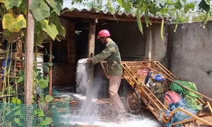 Quảng Trị phòng, chống dịch lở mồm long móng trên đàn gia súc
