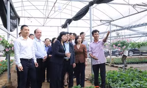Phúc Thọ phát triển sản xuất gắn với tái cơ cấu ngành nông nghiệp