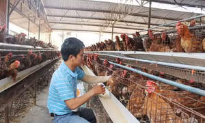 Đắk Lắk không để lây lan dịch bệnh trên đàn gia súc, gia cầm