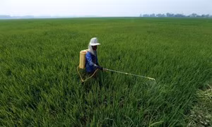 Cảnh báo bệnh đạo ôn trên lúa và cách phòng trừ