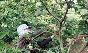 Huyện vùng cao Võ Nhai giảm nhanh số hộ nghèo