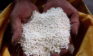 Bắc Ninh tăng giá trị lúa nếp cái hoa vàng