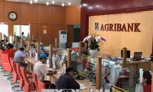Agribank là "bà đỡ" cho mô hình nông nghiệp sạch của anh Lương Văn Hiệp