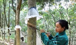 Cây cao su bước đầu mang lại hiệu quả ở vùng cao Yên Bái