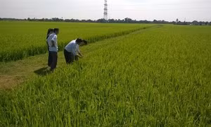 Thanh Hóa phòng trừ sâu bệnh gây hại cho lúa