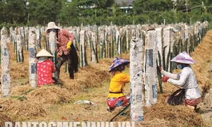 Tiền Giang: Phát triển cây trồng thích ứng biến đổi khí hậu trên vùng nhiễm mặn