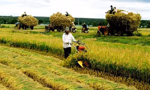 Chính sách đất đai và phát triển nông nghiệp trong bối cảnh hội nhập