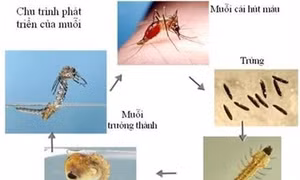 Kiểm soát "dân số" loài muỗi... bằng cách làm vô sinh muỗi đực