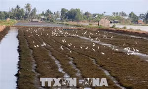 Hiệu quả thực hiện tái cơ cấu nông nghiệp ở huyện vùng sâu An Minh, Kiên Giang