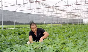Huyện nghèo Nga Sơn huy động nguồn lực xây dựng nông thôn mới