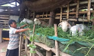 Tiền Giang khuyến khích nuôi dê tại những địa bàn khó khăn