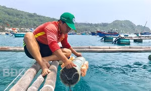 Anh Nguyễn Xuân Hiển khởi nghiệp bằng nghề nuôi mực ở Cù Lao Xanh