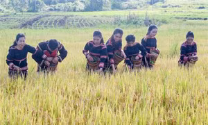 Phục dựng Lễ cúng mừng lúa của người Gia Rai