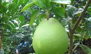 Phát triển thương hiệu bưởi da xanh Khánh Vĩnh