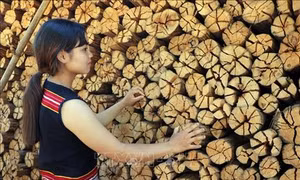Củi hứa hôn, củi tình yêu của phụ nữ Gié Triêng