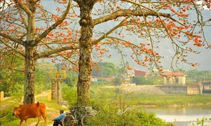 Rực đỏ Hoa gạo tháng 3