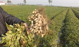Thu hoạch và bảo quản lạc làm giống