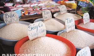 Gạo Séng Cù, niềm tự hào của người Tây Bắc