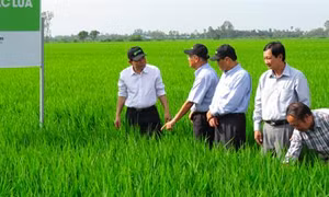 Đồng Tháp: Canh tác lúa lý tưởng giúp nông dân thu lãi cao
