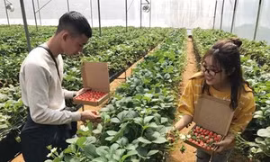 Mô hình du lịch nhà vườn ở Lào Cai hút khách 