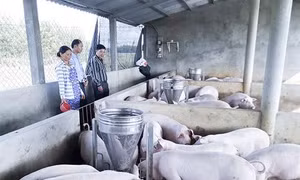 Chị Nguyễn Thị Anh Đào làm giàu từ mô hình trang trại chăn nuôi lợn