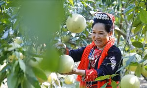 Chị Đặng Thị Thu - Người phụ nữ Dao với quyết tâm thoát nghèo