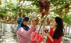 Nâng cao giá trị cây nho Ninh Thuận