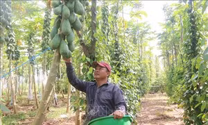 Trồng đu đủ sạch cho thu nhập cao ở huyện Châu Đức