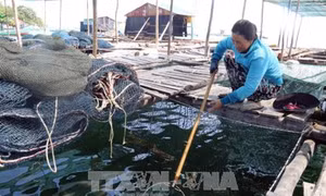 Một số biện pháp phòng bệnh cho cá biển nuôi lồng bè