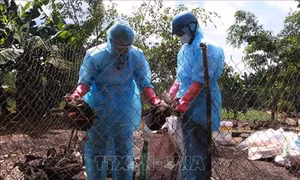 Phê duyệt Kế hoạch quốc gia phòng, chống bệnh Cúm gia cầm giai đoạn 2019 - 2025