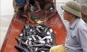 Lai Châu: Cá lồng chết hàng loạt trên lòng hồ thủy điện Sơn La
