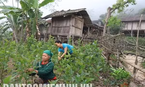 Nông nghiệp Kỳ Sơn: Từ sản phẩm đặc sản thành sản phẩm hàng hóa
