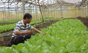 Biến hỗn hợp hành, tỏi, ớt, gừng, vỏ cam... thành thuốc trị sâu bệnh