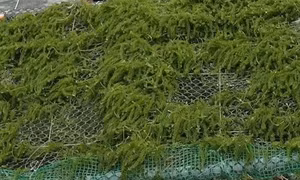 Phát triển bền vững nguồn lợi rong biển tại các đảo xa bờ ở miền Trung