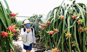 Hợp tác xã liên kết với doanh nghiệp tìm đầu ra cho sản phẩm nông nghiệp ở Bình Thuận