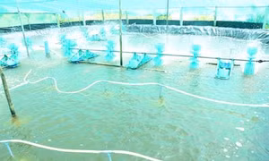 Nuôi tôm ao nổi lót bạt siêu thâm canh đạt lợi nhuận cao ở Trà Vinh