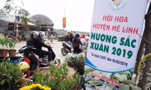 Mê Linh nâng cao đời sống nông dân từ nghề trồng hoa