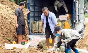 Bắt giữ hơn hai tấn nầm lợn nhập lậu vào Lạng Sơn 