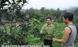 Người cựu chiến binh làm giàu trên mảnh đất quê hương