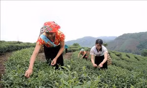 Lai Châu chú trọng xây dựng vùng nguyên liệu chè sạch cho xuất khẩu