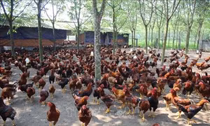 Huy động sức dân đẩy nhanh xây dựng nông thôn mới