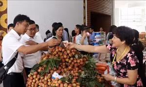 Lợi ích kép từ mô hình tiêu thụ nông sản và cung ứng vật tư nông nghiệp