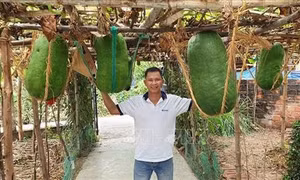 Làng trồng bí đao khổng lồ chuyển hướng làm du lịch cộng đồng