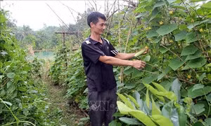 Xây dựng chuỗi cung ứng thực phẩm an toàn tại huyện miền núi Thường Xuân