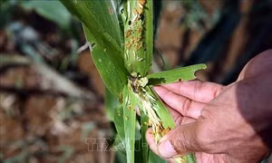 Sâu keo mùa thu gây hại gần 3.400 ha ngô ở Điện Biên