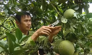Sơn La : Xây dựng thương hiệu bưởi da xanh Mai Sơn