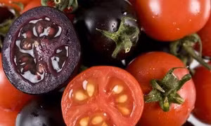 Phát triển giống cà chua tím giàu anthocyanin