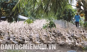 Kỹ thuật chăn nuôi vịt chuyên thịt thương phẩm