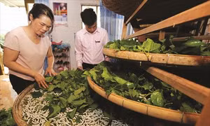 Trồng dâu nuôi tằm cho thu nhập cao